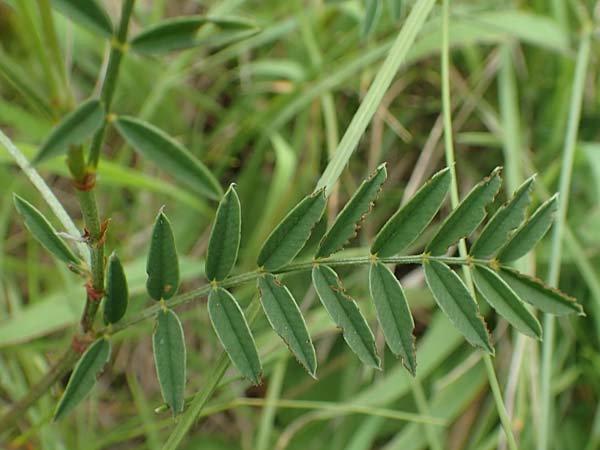 Onobrychis arenaria \ Sand-Esparsette / Hungarian Sainfoin, D Gr&uuml;nstadt-Asselheim 19.6.2018