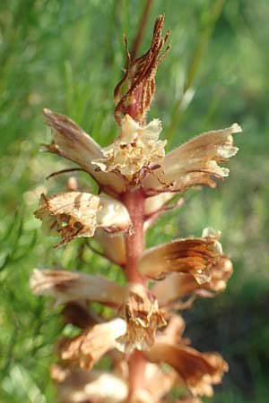Orobanche artemisiae-campestris \ Panzer-Sommerwurz, Beifu&szlig;-Sommerwurz / Wormwood Broomrape, D Bensheim 22.6.2019