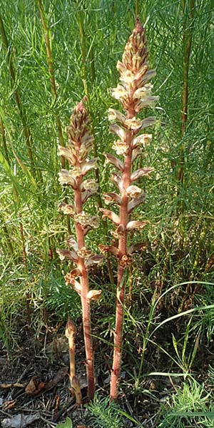 Orobanche artemisiae-campestris \ Panzer-Sommerwurz, Beifu&szlig;-Sommerwurz / Wormwood Broomrape, D Bensheim 22.6.2019