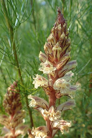 Orobanche artemisiae-campestris \ Panzer-Sommerwurz, Beifu&szlig;-Sommerwurz / Wormwood Broomrape, D Bensheim 22.6.2019