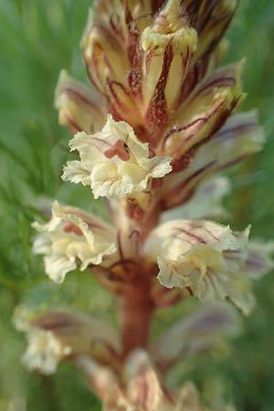 Orobanche artemisiae-campestris \ Panzer-Sommerwurz, Beifu&szlig;-Sommerwurz / Wormwood Broomrape, D Bensheim 22.6.2019
