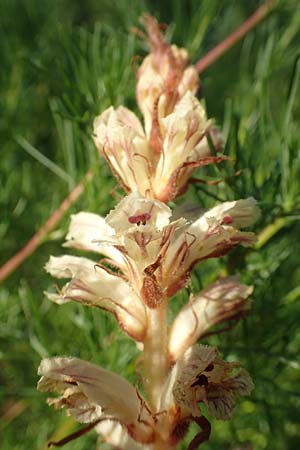 Orobanche artemisiae-campestris \ Panzer-Sommerwurz, Beifu&szlig;-Sommerwurz / Wormwood Broomrape, D Bensheim 22.6.2019