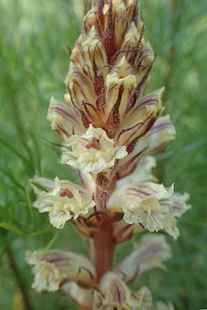 Orobanche artemisiae-campestris \ Panzer-Sommerwurz, Beifu&szlig;-Sommerwurz / Wormwood Broomrape, D Bensheim 22.6.2019