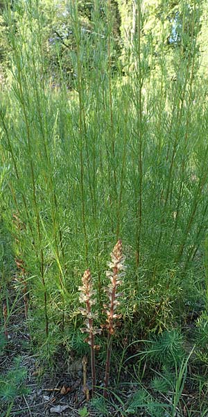 Orobanche artemisiae-campestris \ Panzer-Sommerwurz, Beifu&szlig;-Sommerwurz / Wormwood Broomrape, D Bensheim 22.6.2019