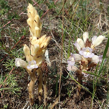 Phelipanche arenaria \ Sand-Sommerwurz / Wormwood Broomrape, D Seeheim an der Bergstra&szlig;e 24.6.2019