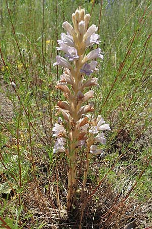 Phelipanche arenaria \ Sand-Sommerwurz / Wormwood Broomrape, D Seeheim an der Bergstra&szlig;e 24.6.2019
