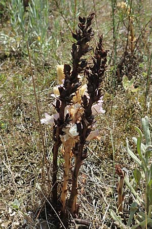 Phelipanche arenaria \ Sand-Sommerwurz / Wormwood Broomrape, D Seeheim an der Bergstra&szlig;e 24.6.2019