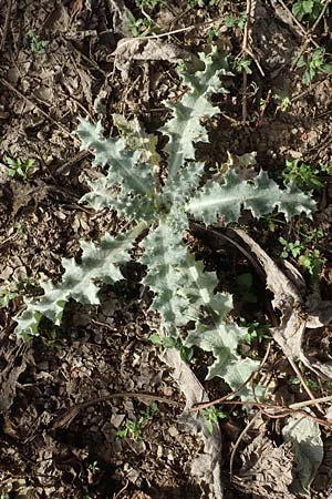 Onopordum acanthium \ Gew�hnliche Esels-Distel / Cotton Thistle, D Mannheim 24.10.2019