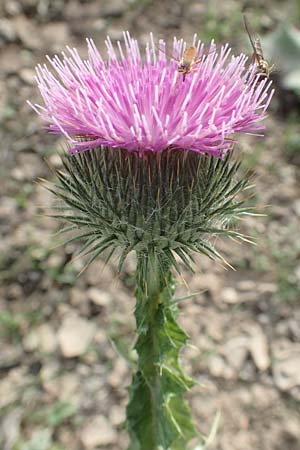 Onopordum acanthium \ Gew�hnliche Esels-Distel / Cotton Thistle, D Mannheim 24.10.2019