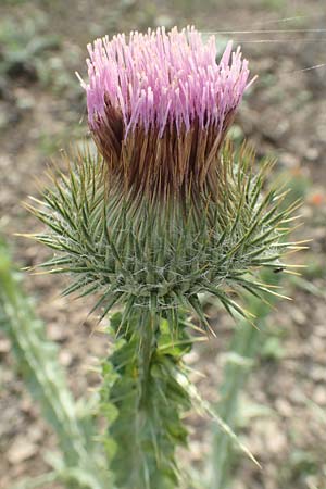 Onopordum acanthium \ Gew�hnliche Esels-Distel / Cotton Thistle, D Mannheim 24.10.2019