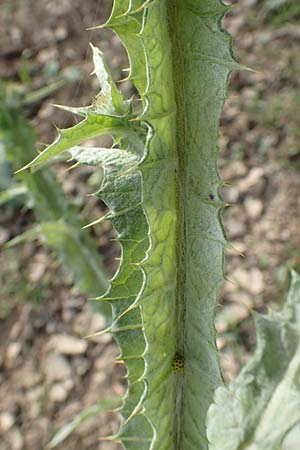 Onopordum acanthium \ Gew�hnliche Esels-Distel / Cotton Thistle, D Mannheim 24.10.2019