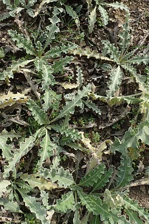 Onopordum acanthium \ Gew�hnliche Esels-Distel / Cotton Thistle, D Mannheim 24.10.2019