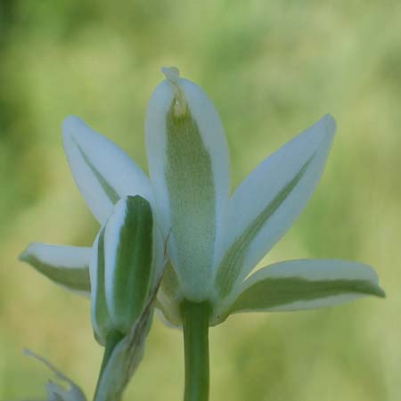 Ornithogalum angustifolium \ Schmalbl�ttriger Milchstern / Narrow-Leaved Star of Bethlehem, D Altrip 6.5.2020