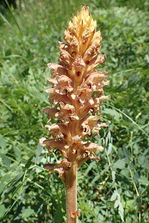 Orobanche alsatica subsp. alsatica \ Els�sser Sommerwurz / Alsatian Broomrape, D Bruchsal 27.5.2020