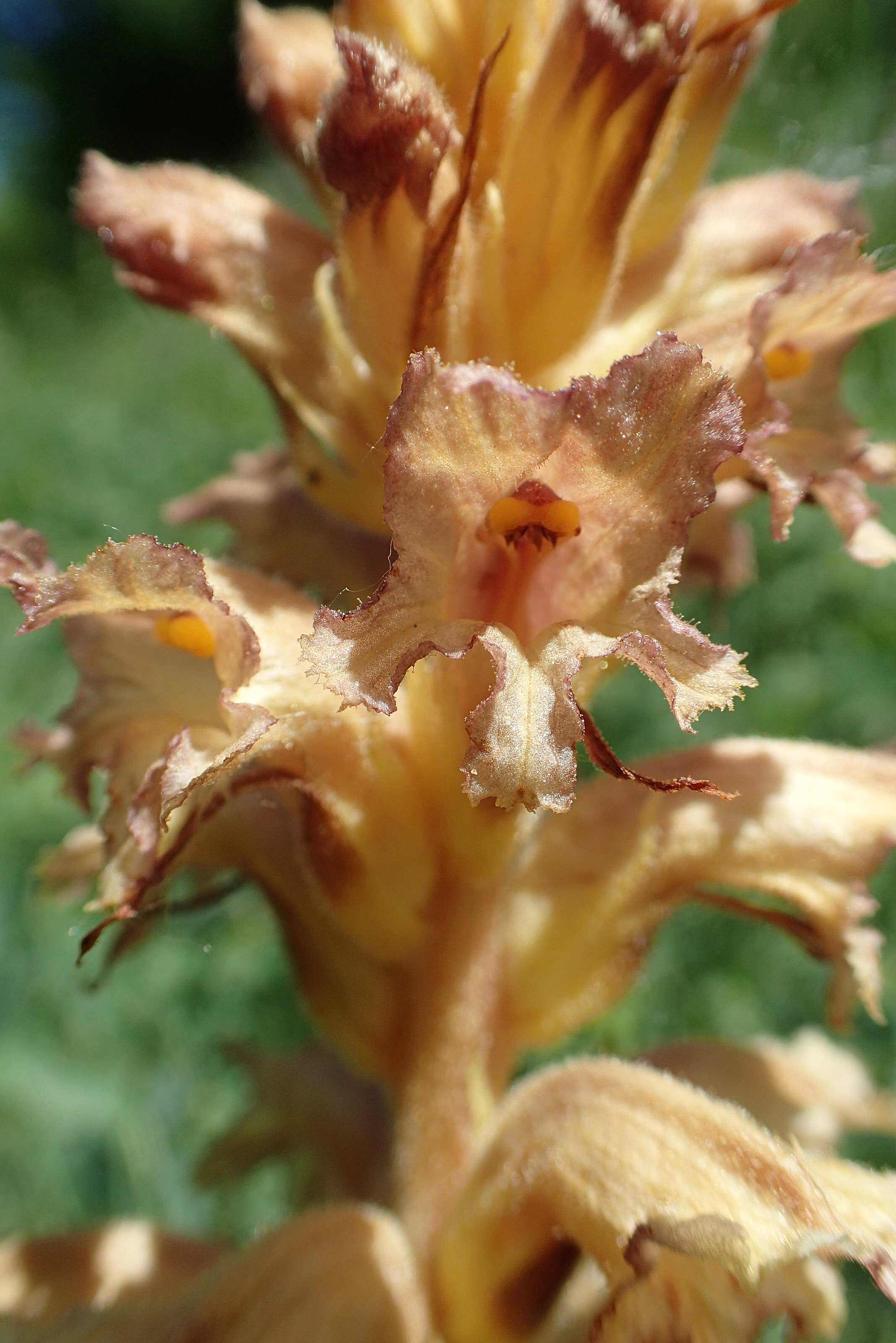 Orobanche alsatica subsp. alsatica \ Els�sser Sommerwurz / Alsatian Broomrape, D Bruchsal 27.5.2020