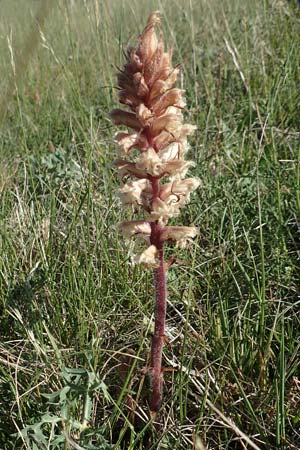 Orobanche amethystea \ Amethyst-Sommerwurz / Seaholly Broomrape, D Gr&uuml;nstadt-Asselheim 28.5.2020