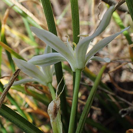 Ornithogalum angustifolium \ Schmalbl�ttriger Milchstern / Narrow-Leaved Star of Bethlehem, D Hockenheim 14.5.2021