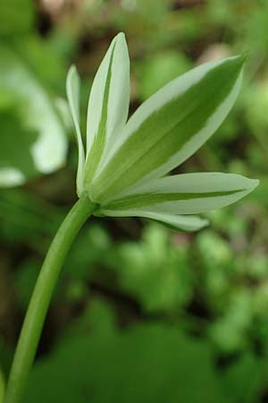 Ornithogalum angustifolium \ Schmalbl�ttriger Milchstern / Narrow-Leaved Star of Bethlehem, D Mannheim-Pfingstberg 14.5.2021