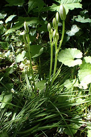 Ornithogalum angustifolium \ Schmalbl�ttriger Milchstern / Narrow-Leaved Star of Bethlehem, D Ludwigshafen 17.5.2021