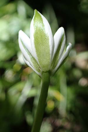 Ornithogalum angustifolium \ Schmalbl�ttriger Milchstern / Narrow-Leaved Star of Bethlehem, D Ludwigshafen 17.5.2021