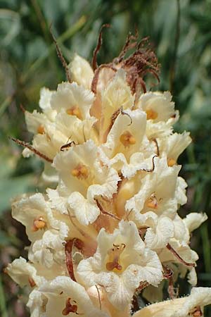Orobanche amethystea \ Amethyst-Sommerwurz / Seaholly Broomrape, D Gr&uuml;nstadt-Asselheim 16.6.2021