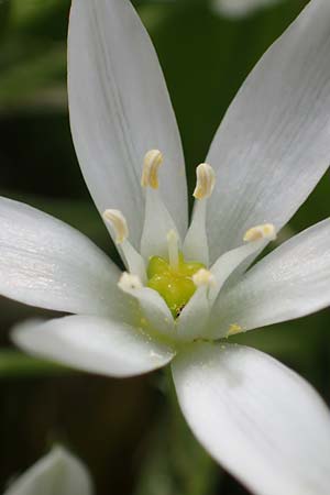 Ornithogalum angustifolium \ Schmalbl�ttriger Milchstern / Narrow-Leaved Star of Bethlehem, D Amorbach 24.5.2023