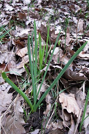Ornithogalum brevistylum \ Kurzgriffeliger Milchstern / Pyramidal Star of Bethlehem, D Weinheim an der Bergstra&szlig;e 13.3.2008