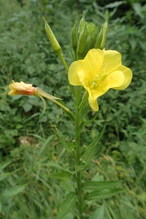 Oenothera biennis \ Gew�hnliche Nachtkerze / Common Evening Primrose, D Malsch 27.7.2017