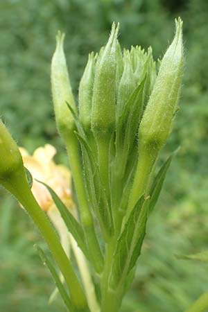 Oenothera biennis \ Gew�hnliche Nachtkerze / Common Evening Primrose, D Malsch 27.7.2017