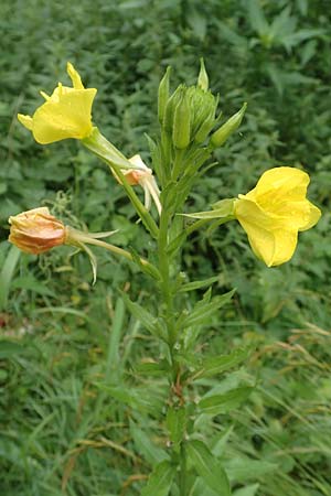 Oenothera biennis \ Gew�hnliche Nachtkerze / Common Evening Primrose, D Malsch 27.7.2017