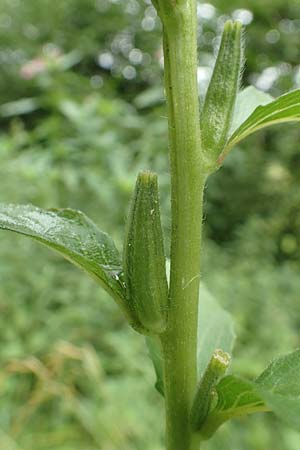 Oenothera biennis \ Gew�hnliche Nachtkerze / Common Evening Primrose, D Malsch 27.7.2017