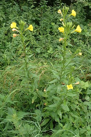 Oenothera biennis \ Gew�hnliche Nachtkerze / Common Evening Primrose, D Malsch 27.7.2017
