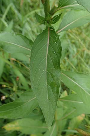 Oenothera biennis \ Gew�hnliche Nachtkerze / Common Evening Primrose, D Malsch 27.7.2017