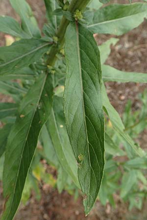 Oenothera x hassica \ Nachtkerzen-Hybride / Hybrid Evening Primrose, D Darmstadt 11.7.2018