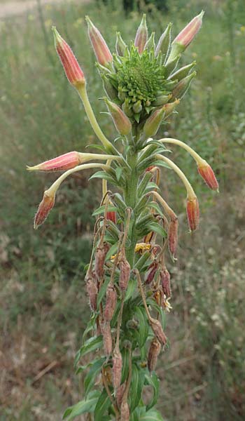 Oenothera x hassica \ Nachtkerzen-Hybride / Hybrid Evening Primrose, D Darmstadt 11.7.2018