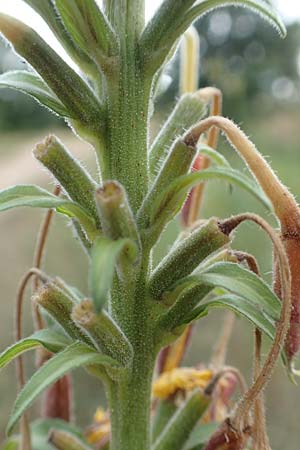 Oenothera x hassica \ Nachtkerzen-Hybride / Hybrid Evening Primrose, D Darmstadt 11.7.2018