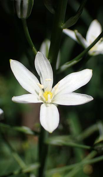Ornithogalum brevistylum \ Kurzgriffeliger Milchstern / Pyramidal Star of Bethlehem, D Weinheim an der Bergstra&szlig;e 16.6.2022