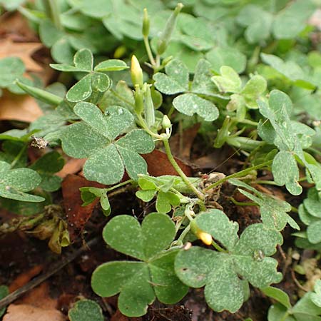 Oxalis corniculata var. corniculata \ Hornfr&uuml;chtiger Sauerklee / Procumbent Yellow Sorrel, D Mannheim 20.9.2015