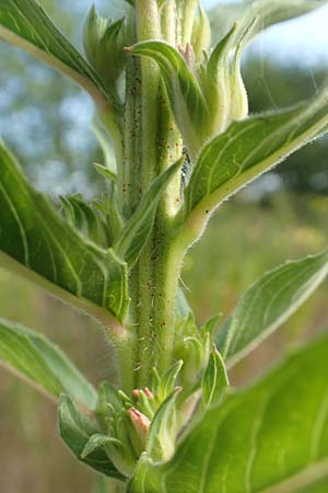 Oenothera cambrica \ Walisische Nachtkerze / Welsh Evening Primrose, D M&ouml;rfelden-Walldorf 29.6.2018