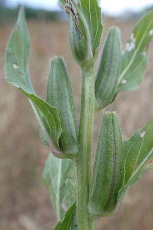 Oenothera casimiri \ Casimirs Nachtkerze / Casimir's Evening Primrose, D Wagh&auml;usel-Wiesental 4.7.2018