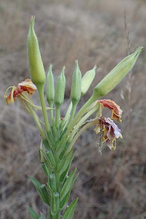 Oenothera casimiri \ Casimirs Nachtkerze / Casimir's Evening Primrose, D Wagh&auml;usel-Wiesental 4.7.2018
