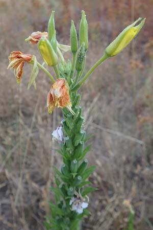 Oenothera casimiri \ Casimirs Nachtkerze / Casimir's Evening Primrose, D Wagh&auml;usel-Wiesental 4.7.2018