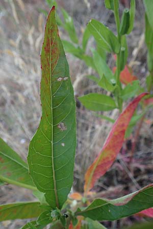 Oenothera casimiri \ Casimirs Nachtkerze / Casimir's Evening Primrose, D Wagh&auml;usel-Wiesental 4.7.2018