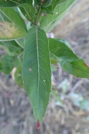 Oenothera casimiri \ Casimirs Nachtkerze / Casimir's Evening Primrose, D Wagh&auml;usel-Wiesental 4.7.2018