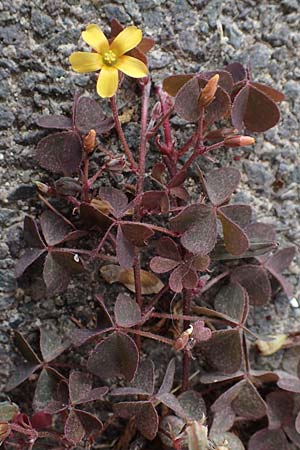 Oxalis corniculata var. atropurpurea \ Kriechender Sauerklee, Rotbrauner Sauerklee / Procumbent Yellow Sorrel, D Limburgerhof 11.10.2020