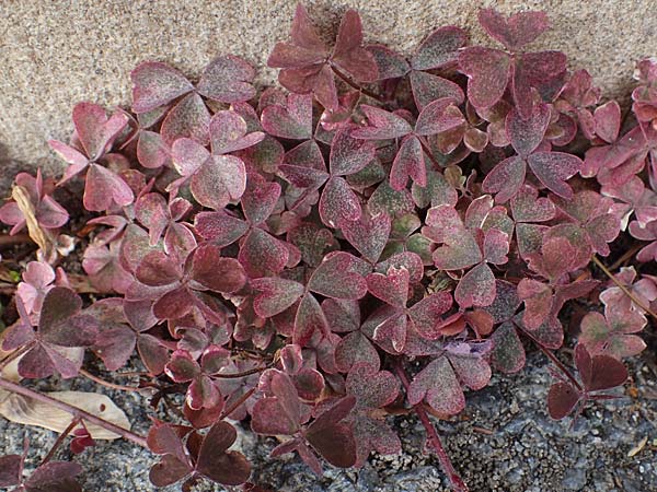 Oxalis corniculata var. atropurpurea \ Kriechender Sauerklee, Rotbrauner Sauerklee / Procumbent Yellow Sorrel, D Limburgerhof 11.10.2020