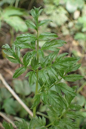 Oenanthe conioides \ Schierlings-Wasserfenchel / Elbe Water Dropwort, D Hamburg 11.9.2011