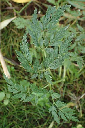 Oenanthe conioides \ Schierlings-Wasserfenchel / Elbe Water Dropwort, D Hamburg 11.9.2011
