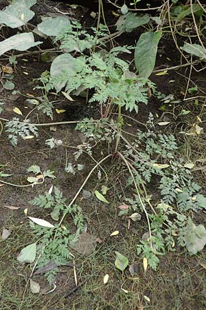 Oenanthe conioides \ Schierlings-Wasserfenchel / Elbe Water Dropwort, D Hamburg 11.9.2011