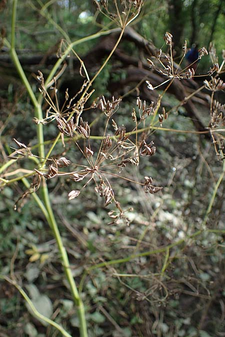 Chaerophyllum bulbosum \ R�ben-K�lberkropf, Knollenkerbel / Turip-Rooted Chervil, D Hamburg 12.9.2021